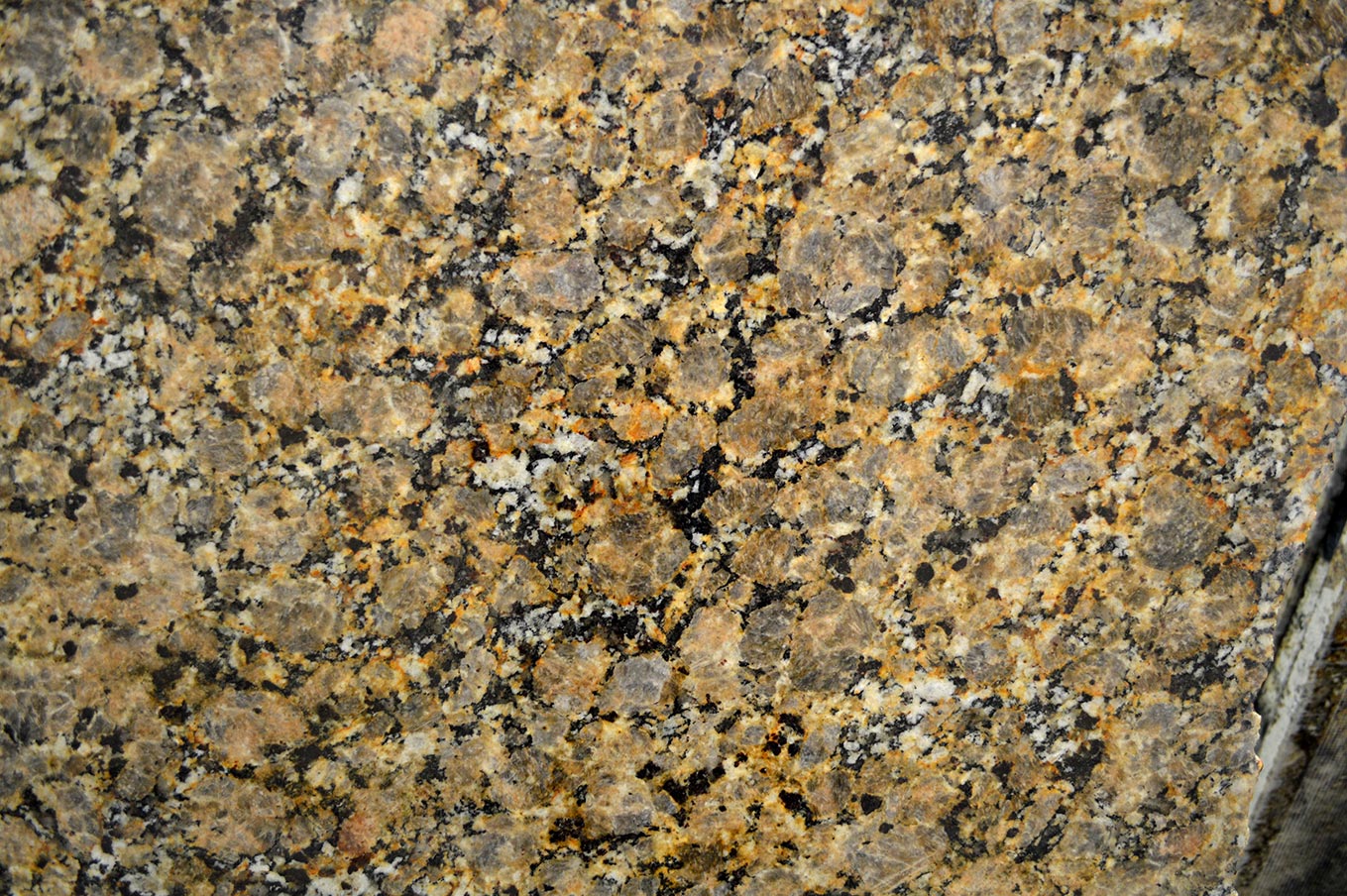 Golden Butterfly Close Up Express Granite